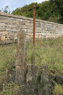 Detail of cast iron post with slotted head driven into decayed timber wharf or quay post,  west bank of estuary