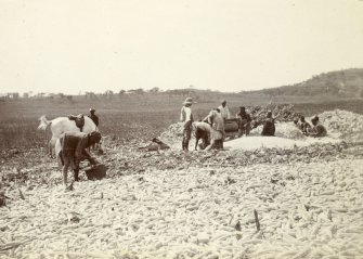 Group working in field, titled 'Shelling mealies. Glen Lorne Rhodesia'. 
PHOTOGRAPH ALBUM NO.116: D M TURNBULL
