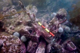 Photograph with detail of diver investigation onto the Iris