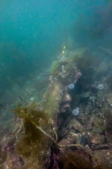 Photograph with detail of diver investigation onto the Iris