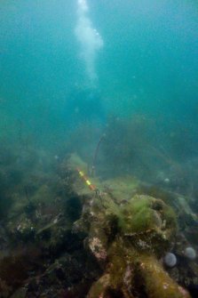 Photograph with detail of diver investigation onto the Iris