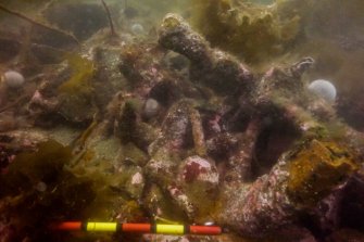 Photograph with detail of diver investigation onto the Iris