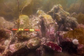 Photograph with detail of diver investigation onto the Iris
