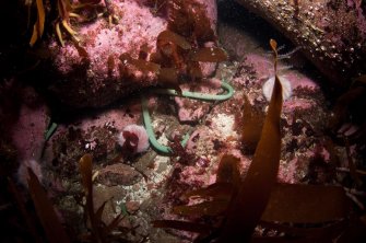 A photograph of the pins as found on the seabed. This image was provided to the SAMPHIRE team by Mr. Dillon.