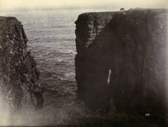 Photograph of cow on a promontory, possibly taken at site of Skirza Broch.