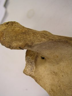 Human Remains, Sample Reference SSC99 SK605 1, Scottish Seabird Centre, North Berwick