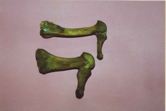 Human Remains, Sample Reference SSC208F 1, Scottish Seabird Centre, North Berwick