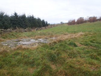 Cultural heritage assessment, Site 1, General view showing wall overlying scheduled site and closeness of commercial forestry, Blackshaw Community Windfarm