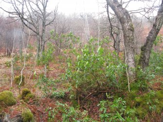 Field survey, YX16 proposed access, Replacement Overhead Line (YX route), Ben Cruachan Hydro Power Station to Dalmally Substation, Argyll and Bute