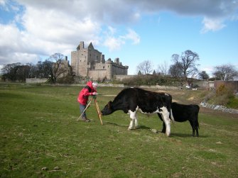 General view of Craigmillar Castle garden with Ian Parker (RCAHMS) and cows.