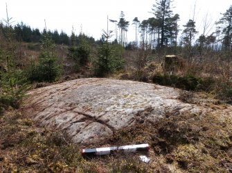 Digital photograph of panel in context with scale, from Scotland's Rock Art Project, Achnabreck 10, Kilmartin, Argyll and Bute