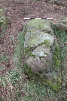 Digital photograph of rock art panel context, Scotland's Rock Art Project, Tormain Hill 7, Edinburgh