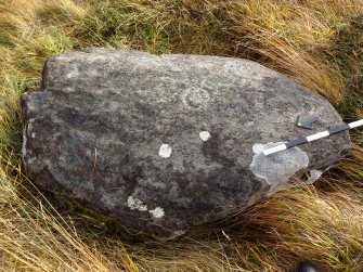 Digital photograph of panel in context with scale, from Scotland's Rock Art Project, Learable Hill, Highland
