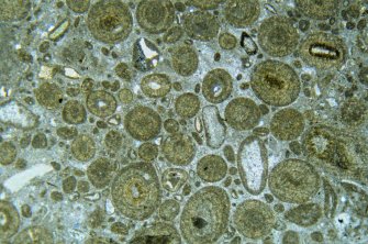 Photomicrograph of Lower Lias limestone; Old quarry, 1100 yards south-east of Applecross House, Ross and Cromarty