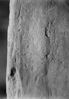 Detail of Norse Dragon (The Lion) carving in Maes Howe.
