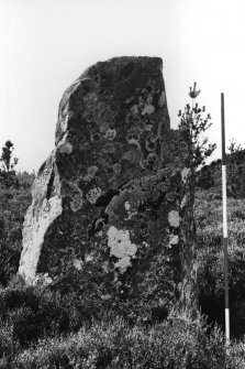 View of standing stone D from the east.