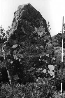 View of standing stone C from the east-north-east.