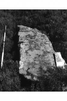 View of fallen standing stone A from the south west.