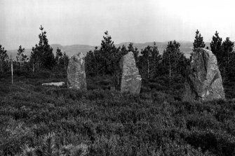View of standing stones from the south west.