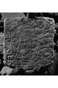 Rhynie, Barflat, Pictish symbol stone. View of stone from W (after re-erection as central stone in Rhynie Old Churchyard), dated 17 April 1996.