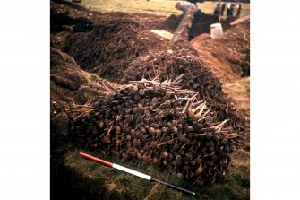 Excavation photograph showing the nails removed from the refuse pit.