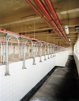 Interior view of pithead baths - a block of 80 showers, Seafield Colliery