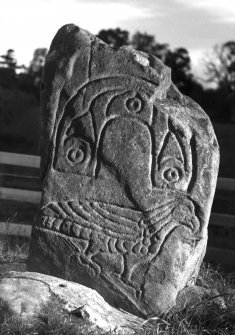 View of 'The Eaglestone', Clach an Tiompain Pictish symbol stone, Strathpeffer.