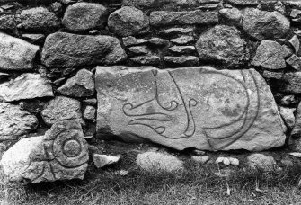 View of two fragments of Pictish symbol stones (Clatt nos.2 and 3).
Original negative captioned: 'Sculptured Stone in West Wall of Clatt Churchyard Sep 1905 Size of stone 34 x 15 inches also fragment of sculptured stone formerly discovered by Mr. Macdonald in churchyard'.