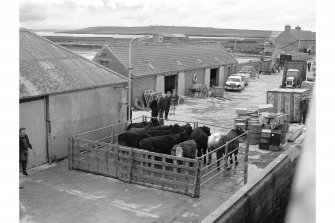 Sanday, Kettletoft Pier
View from ENE showing cattle in pen on pier