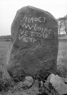 View of the Cat Stane with chalk enhancement.