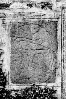 Pictish symbol stone (Fyvie no.1) incorporated into wall of St.Peter's Church, Fyvie.
