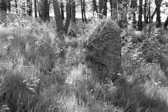 Remains of stone circle.
Original negative captioned: 'Remains of Stone Circle (2 stones) at Tombey Monymusk June 1906. Height of Stone 4 ft 6 in, Breadth 3 ft'.
For a view of other side of stone, see AB 2957.
