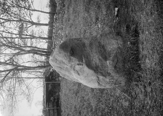Standing stone of avenue.
Original negative captioned: 'Standing Stone of Avenue to Broomend of Crichie Circle near Broom Lodge May 1917 Height 5 ft Breadth 3 ft Thickness from 2 ft to 2 ft 6 inches. View from south side.'.
