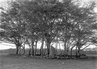 View of solitary standing stone on edge of small plantation.
Original negative captioned: 'Remains of Stone Circle at Fullarton, Kintore (1 stone) 1903'.
