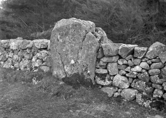 View of standing stone incorporated into stone dyke.
Original negative captioned: 'Remains of Stone Circle at Mill of Schivas Aug 1908'.