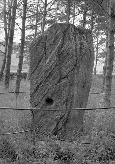 View of cup-marked standing stone.
Original negative captioned: 'South side of Cupmarked Standing Stone Fodderty, near Strathpeffer.'