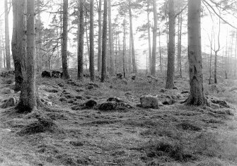 General view of remains of cairn in woodland.