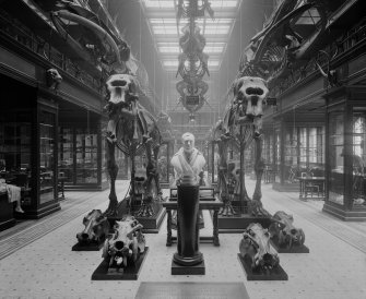 View of exhibition hall in the Medical School at Edinburgh University, Teviot Place, Edinburgh with skeletons of large mammals and a bust of Dr Monro.
