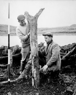 View of excavation showing timber from Loch Glashan crannog in 1960.

