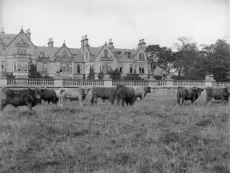 Part view of Montrave House from the south with highland cattle in the foreground.
