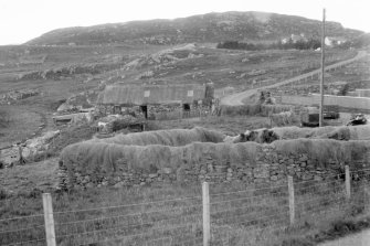 View of hay-drying over stone dykes.