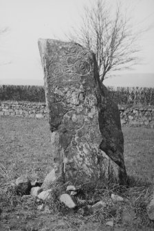 View of the Picardy Stone, Pictish symbol stone, Myreton Farm, Aberdeenshire.
Original half-plate glass negative captioned: 'Sculptured Stone at Myreton near INSCH'.