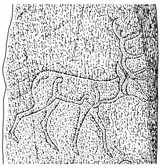 Scanned ink drawing of stag detail on Pictish symbol stone.