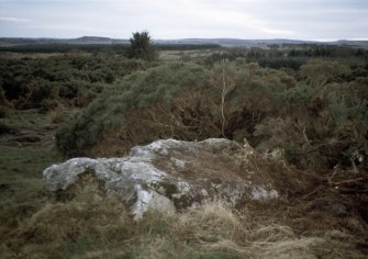 Copy of slide (H 93794cs) of recumbent stone before clearance of vegetation.