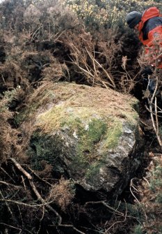Copy of slide (H 93795cs) of stone 7 before clearance of vegetation.