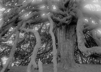 Detail of yew tree.