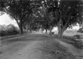 Tree lined road with cows.
Unknown location.