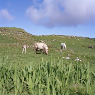 Muck, Sean Bhaile. Township. View looking N from SE enclosure (centred NM 4206 7956).