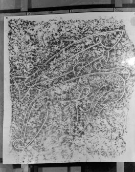 Photographic copy of rubbing showing face detail of the Craw Stane Pictish symbol stone, Rhynie.