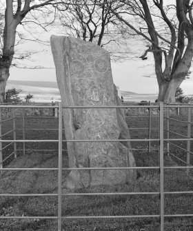 View of face of Picardy Pictish symbol stone, Myreton Farm. 
